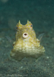 Thorn back cowfish. Lembeh straits. D200, 60mm. by Derek Haslam 
